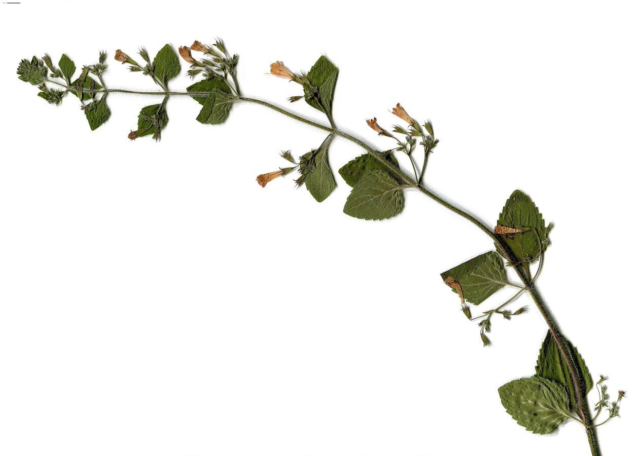 Clinopodium nepeta subsp. sylvaticum (Lamiaceae)